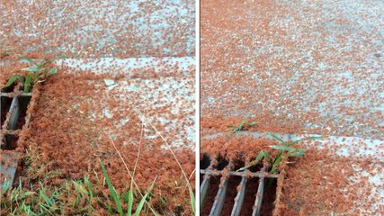 Ils ont vu des traces rouges par terre en sortant de chez eux. Mais ils ne s'attendaient pas à ça