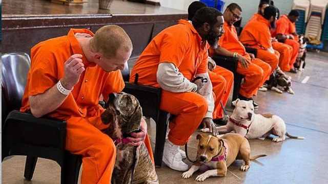 Aller en prison est la meilleure chose qui soit arrivée à ces chiens de refuge. Vous allez vite comprendre pourquoi