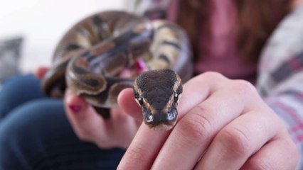 Besonderes Muster: Königspython wird mit drei Smileys auf der Haut geboren (Fotos)