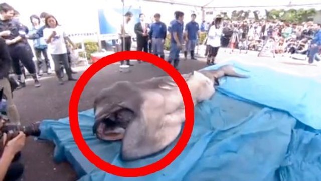 Des pêcheurs ont découvert un incroyable animal marin. Vous n'allez pas y croire