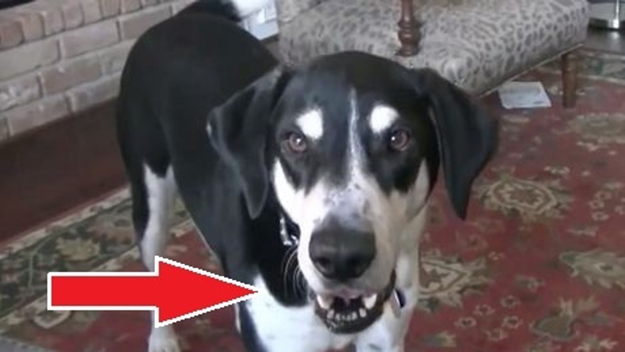 Cet homme arrive à faire parler son chien. Le résultat est hilarant !