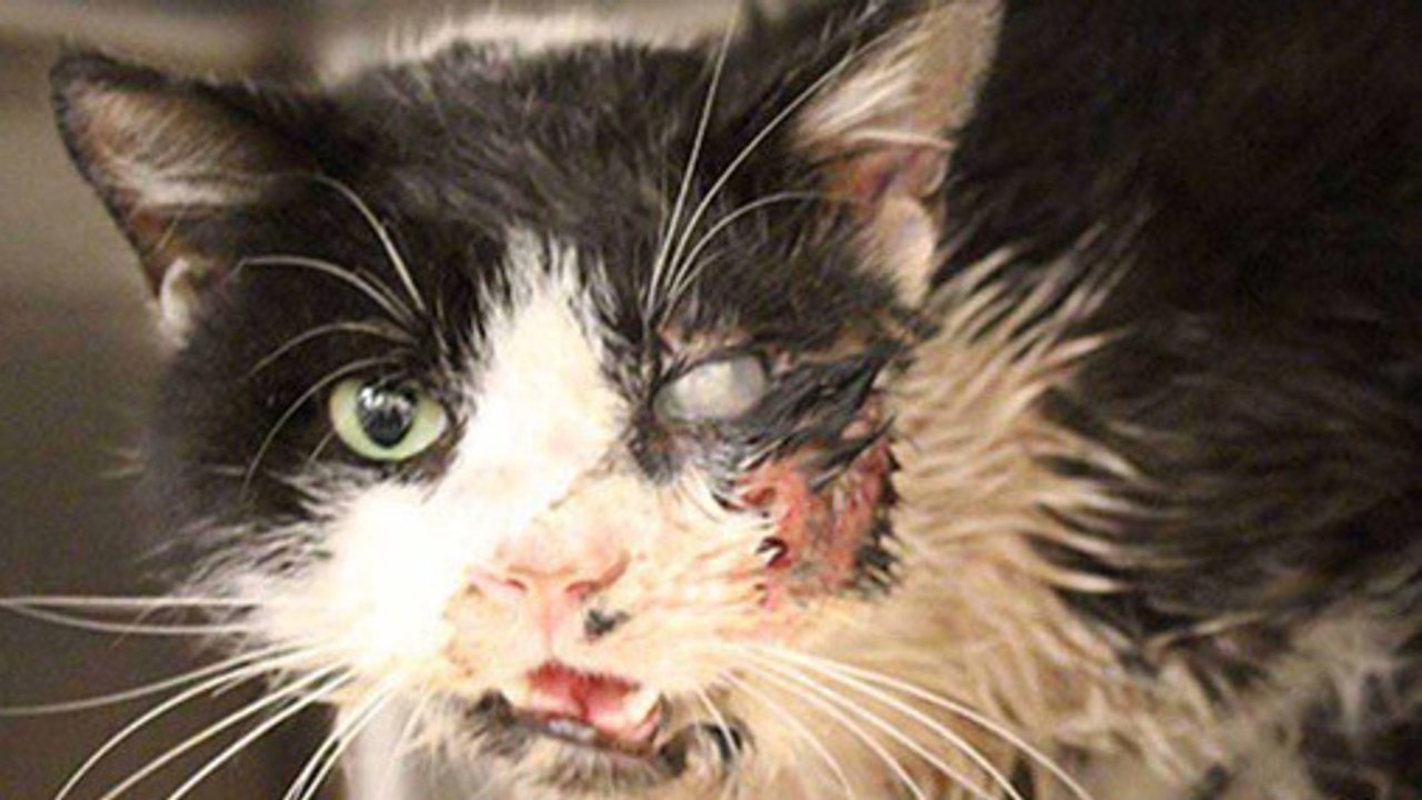 Tout le monde pensait que ce chat était mort. Mais la suite est incroyable