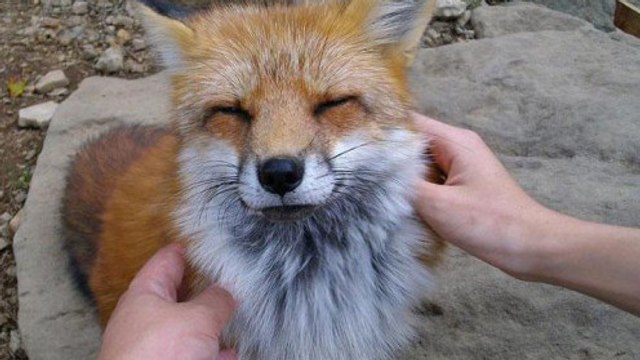 Cette île est remplie de petits renards. Ils sont tous adorables