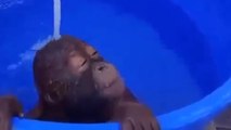 Ce petit singe apprécie un bon bain. Il ne veut pas en sortir !