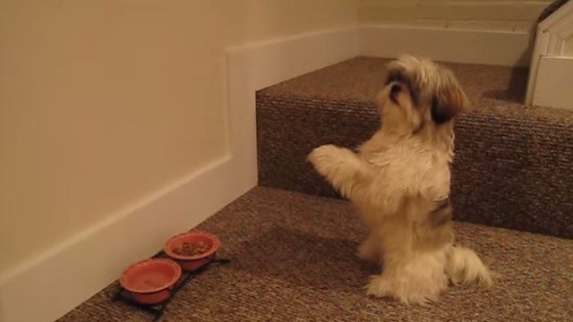 Avant de manger, ce chien fait toujours quelque chose de spécial. Vous allez halluciner