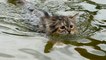 Ce chat a l'air de beaucoup apprécier l'eau de mer... Il va vous faire halluciner