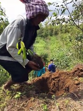 Rehabilitasi Lahan Oleh Masyarakat Adat Natumingka Tano Batak