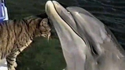 Ce dauphin s'est approché du bateau pour le voir de plus près. La suite est touchante !