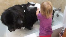 Cette petite fille qui donne le bain à son chien est adorable. Et le chien ne dit rien !