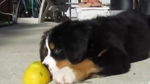 C'est la première fois que ce chien voit un citron. Sa réaction est géniale !