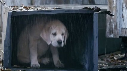 Ce petit chien était en danger. Mais son meilleur ami est venu à la rescousse
