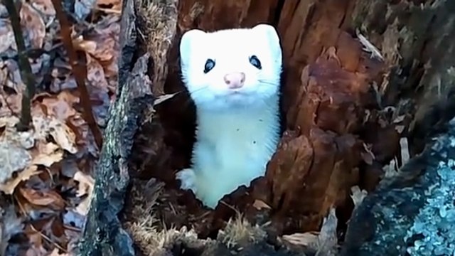 Cet animal est sans doute le plus mignon qui soit. Vous allez craquer !