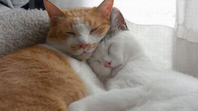 Ces deux chats adorent se câliner. Ils vont vous faire craquer