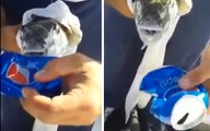 Ils ont pêché le poisson le plus flippant du monde. Regardez ce qu'il fait à une canette de soda