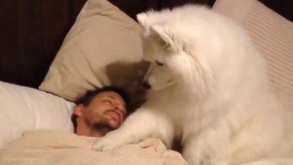 Ce chien réveille son maître de la meilleure des manières !