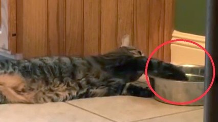 Ce chat est le plus paresseux du monde. Sa façon de boire de l'eau est hilarante