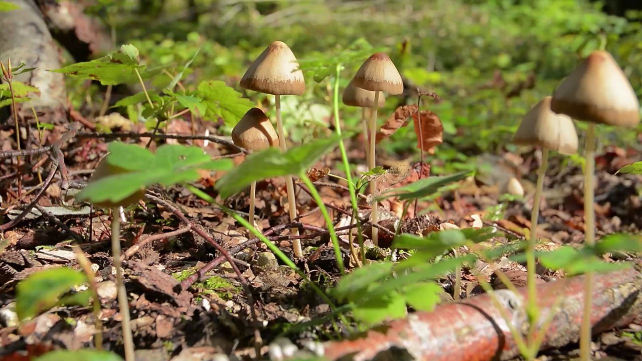 'Magic Mushrooms': Wie die verbotene Substanz bei schweren Erkrankungen helfen könnte