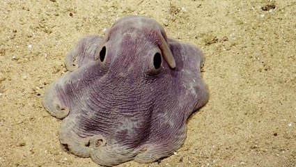 Des scientifiques ont fait une drôle de rencontre au fond de l'océan