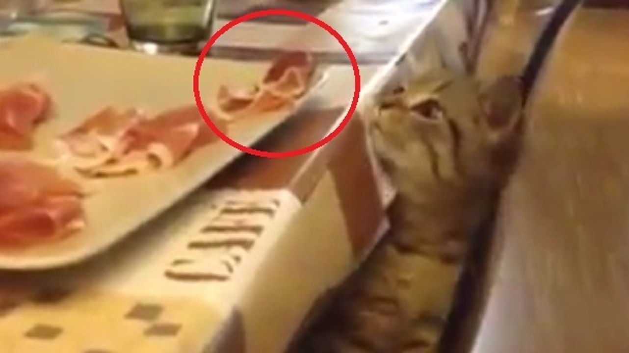 Ce petit chat est sans doute le plus malin du monde !