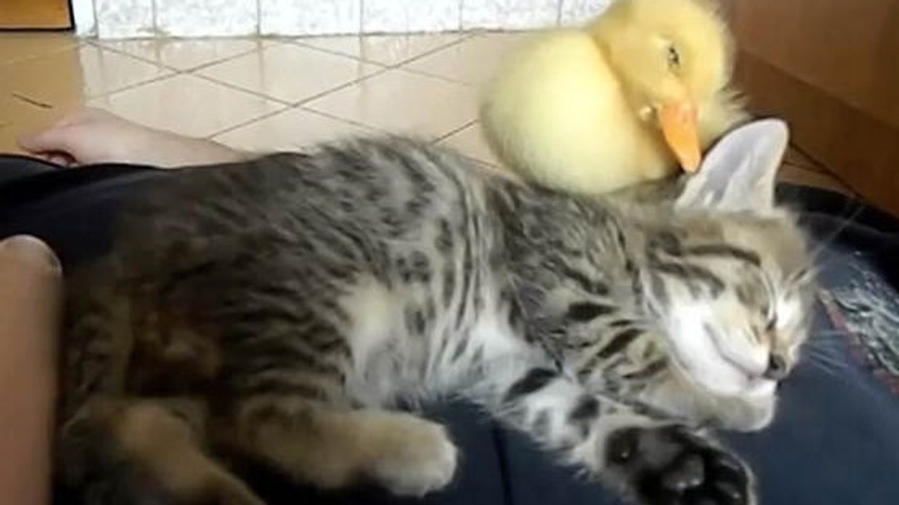 Ce petit chat a trouvé de nouveaux copains. Leur relation est adorable