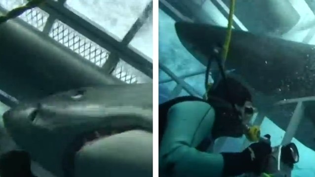 Il voulait photographier quelques requins. Mais la situation a très mal tourné !