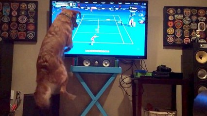 Lorsqu'il voit du tennis à la télé, ce chien devient complètement dingue !