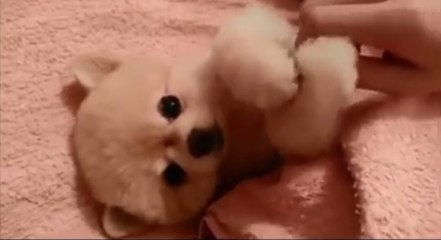 Emmitouflé dans son plaid, ce mini chiot réclame des caresses. Il va vous faire craquer