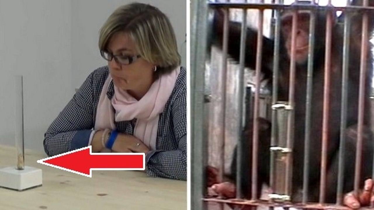 On demande à des humains et des singes de sortir une arachide d'un tube. Le résultat est surprenant !