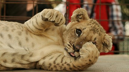 Cet adorable lionceau fait ses premiers pas