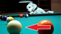 Ce chien est très doué pour jouer au billard. Il ne loupe jamais son coup !