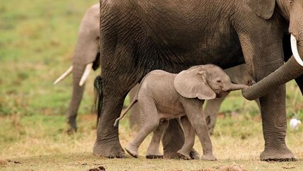 Ce petit éléphant a voulu faire comme les grands !