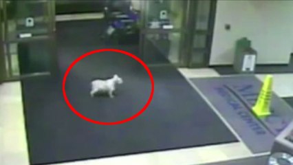 Cette chienne a fait quelque chose d'incroyable pour retrouver sa maîtresse hospitalisée