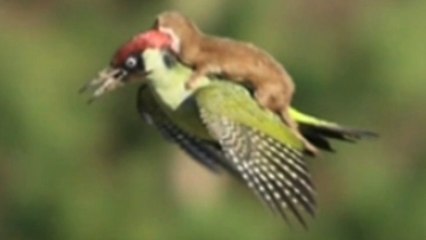 L'incroyable histoire derrière la photo d'une belette qui vole à dos de pivert