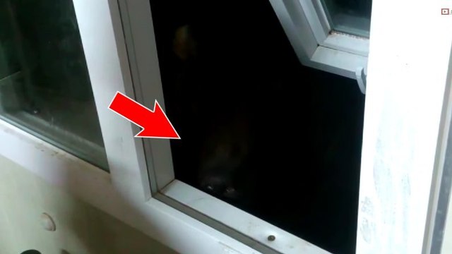 Il a entendu du bruit à la fenêtre. Mais il ne s'attendait pas à ça