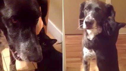 Ce chat est trop heureux de retrouver son ami le chien