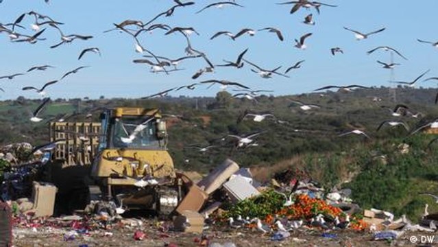 Seagulls are flying garbage detectives