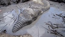 Cet éléphant se noyait dans une mare de boue quand des hommes sont venus à son secours