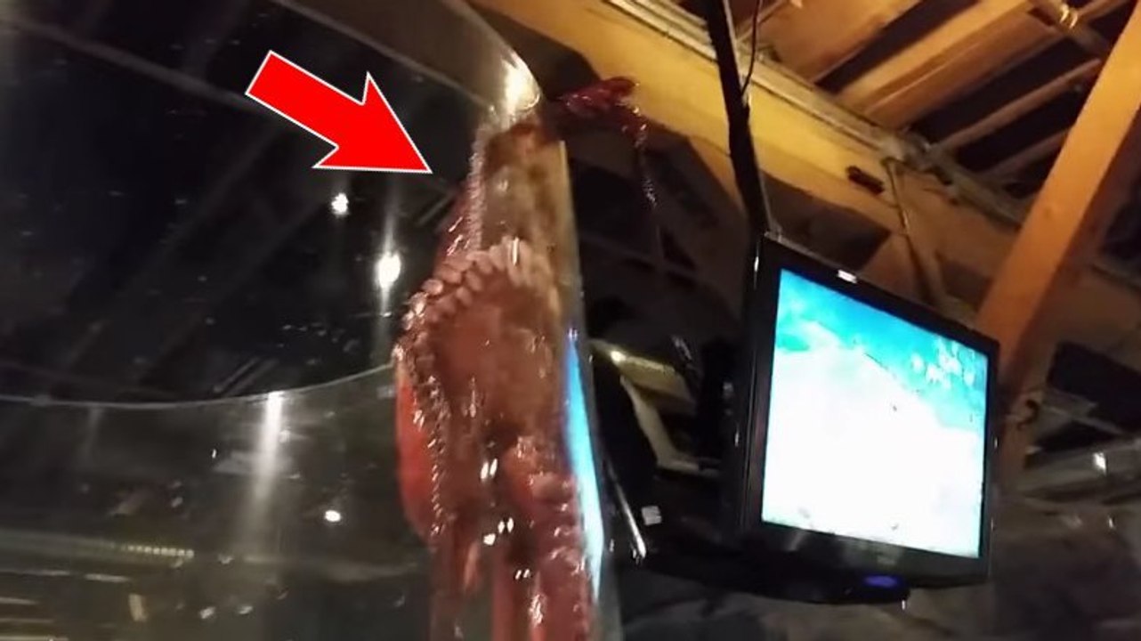 Une immense pieuvre essaie de s'échapper de son aquarium !