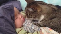 Ce chat adore ce nourisson mais il ne sait pas vraiment comment lui montrer son affection