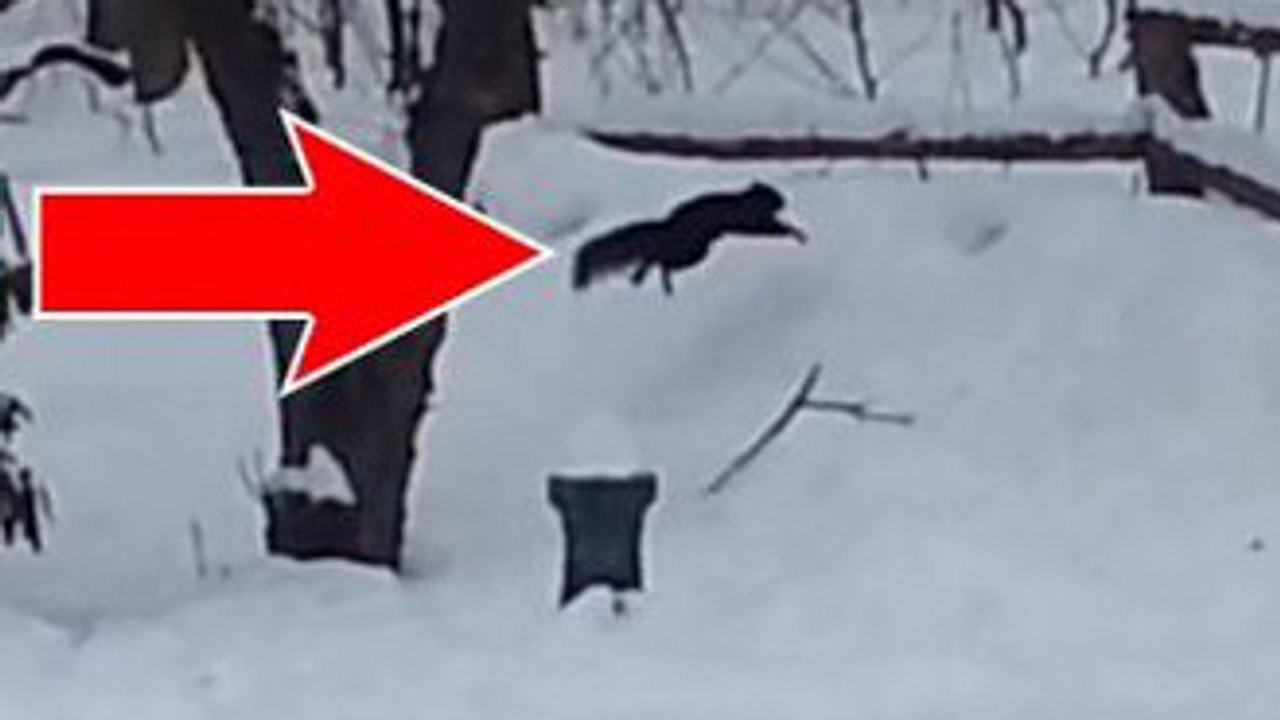 Cet écureuil est ivre après avoir mangé des pommes fermentées