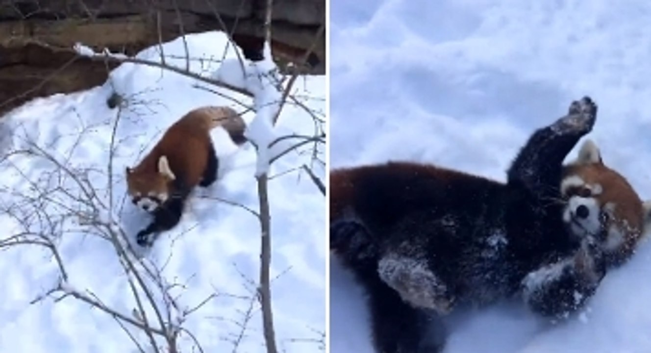 Ces pandas roux s'éclatent avec la neige ! Il sont adorables - Vidéo ...