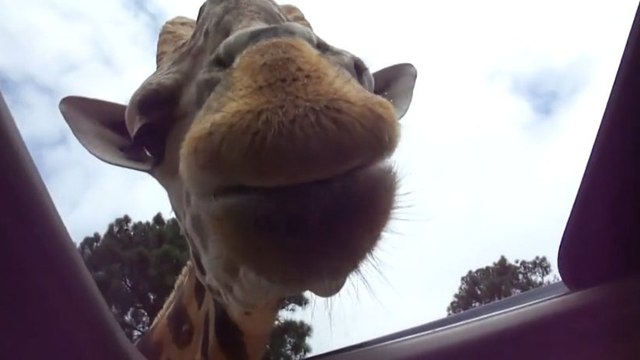 En plein safari, une girafe vient demander à manger aux passagers d'une voiture