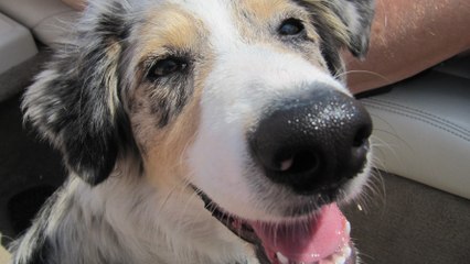 Quand on demande à ce chien de sourire pour la photo, ce qu'il se passe est hilarant !