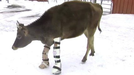 Condamnée, cette vache miraculée réapprend à marcher