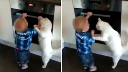 Ce chat fait tout pour empêcher un enfant d'ouvrir le four !
