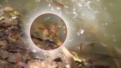 Voilà pourquoi il ne faut jamais embêter un anaconda avec un bâton