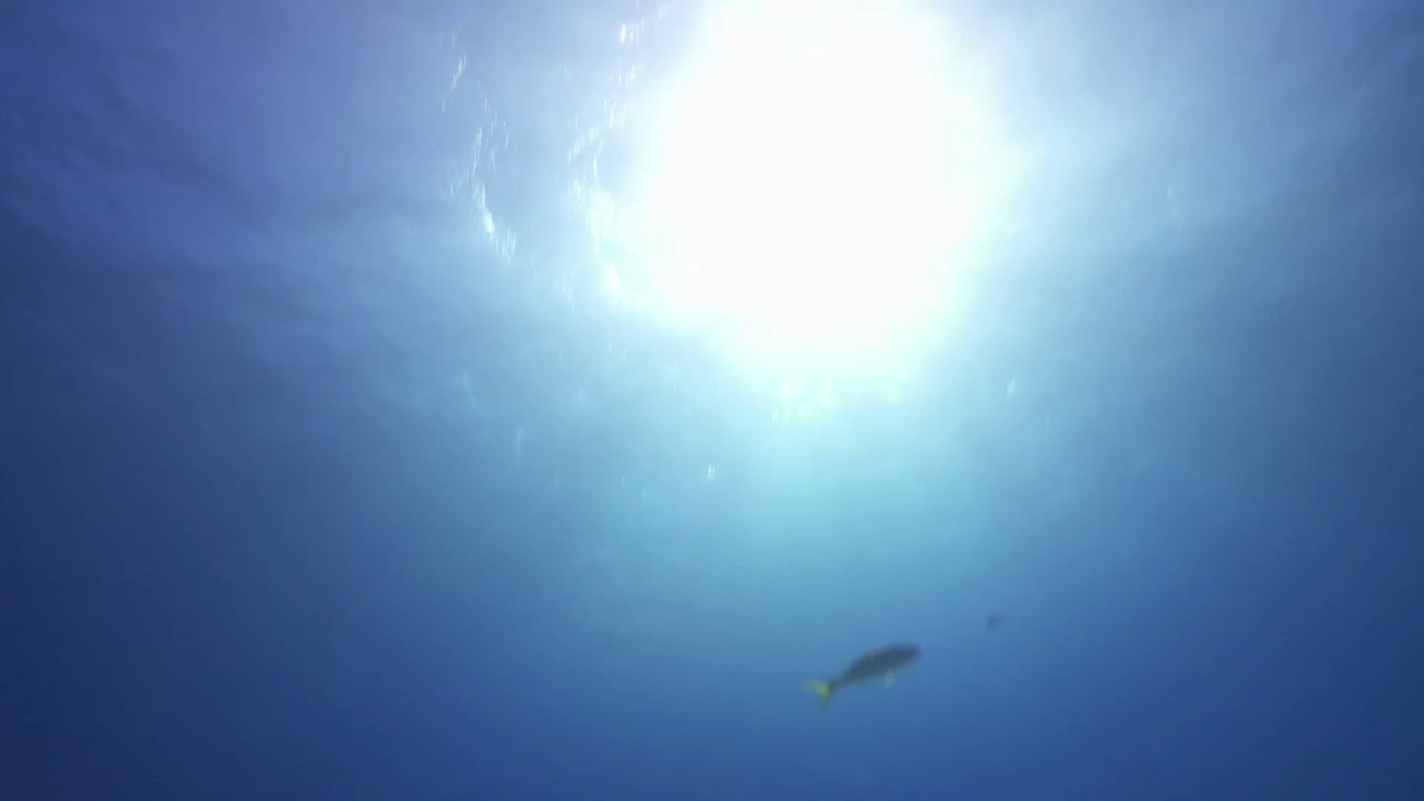 Urlauber bekommen es mit der Angst zu tun, als Riesenhai Kreuzfahrtschiff umkreist