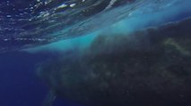 Ces touristes sont tombés nez à nez avec une baleine en pleine mer