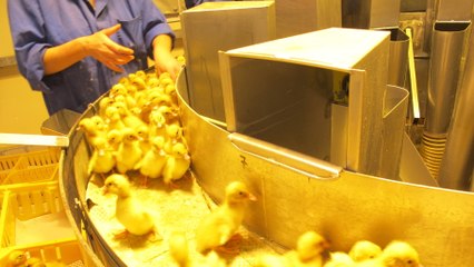 Ce métier est payé 55 000 euros par an, mais personne ne veut le faire