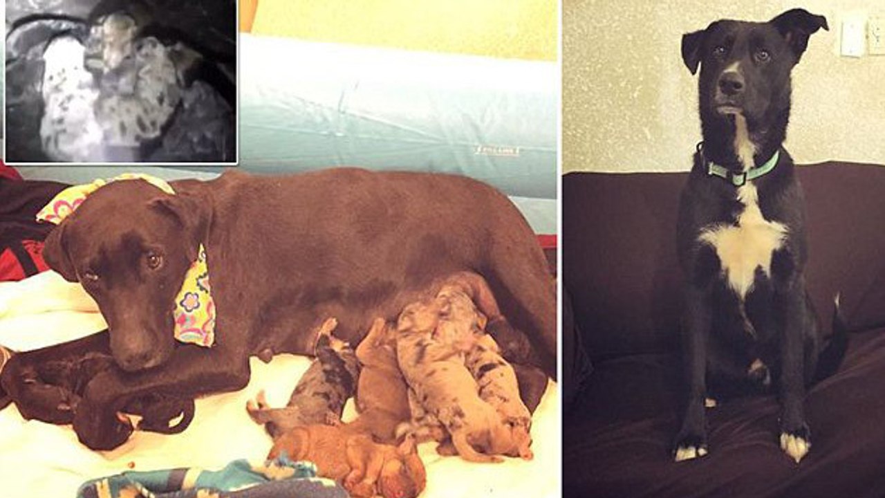 Ce chien abandonné a sauvé une chienne et ses chiots d'un froid glacial